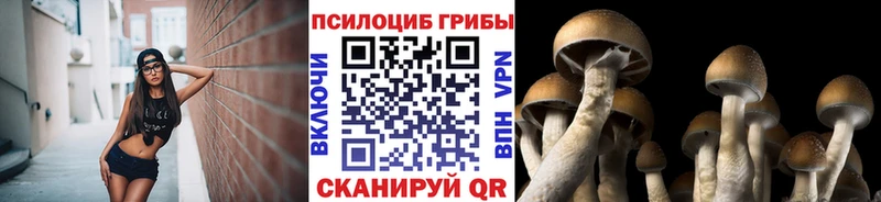 Псилоцибиновые грибы Psilocybe  Бор 